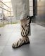 1320-ZEBRABG